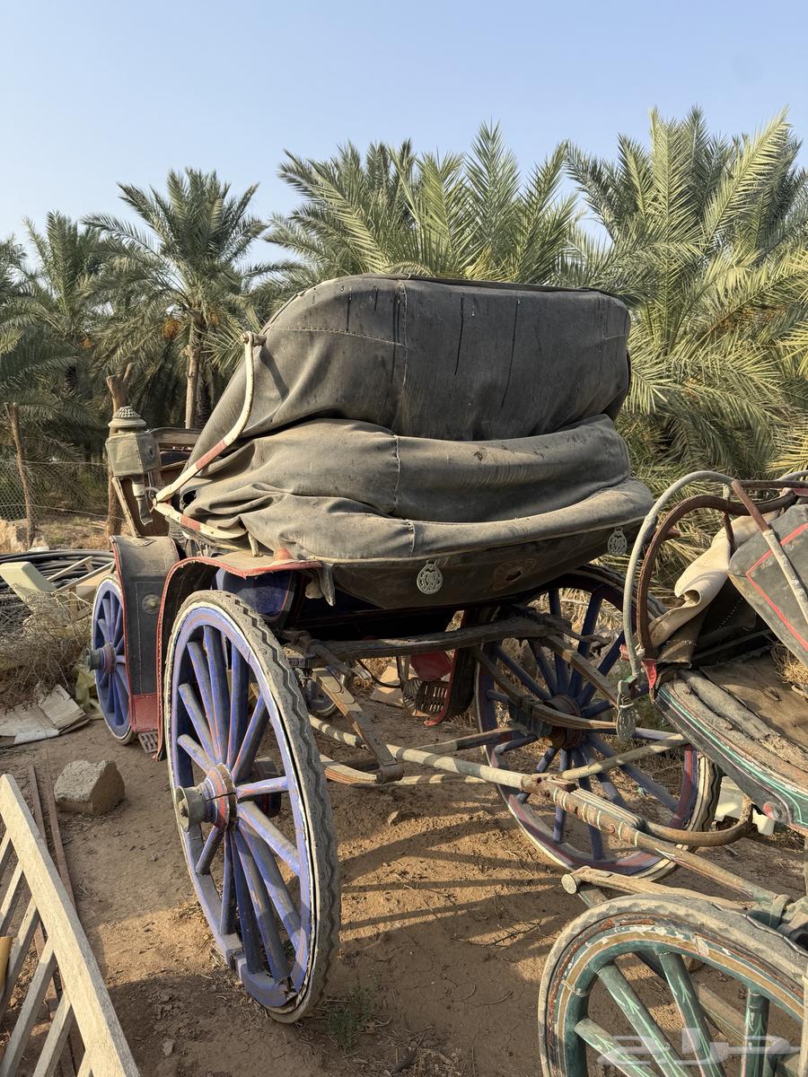 عربات خيل للبيع64576604241154111
