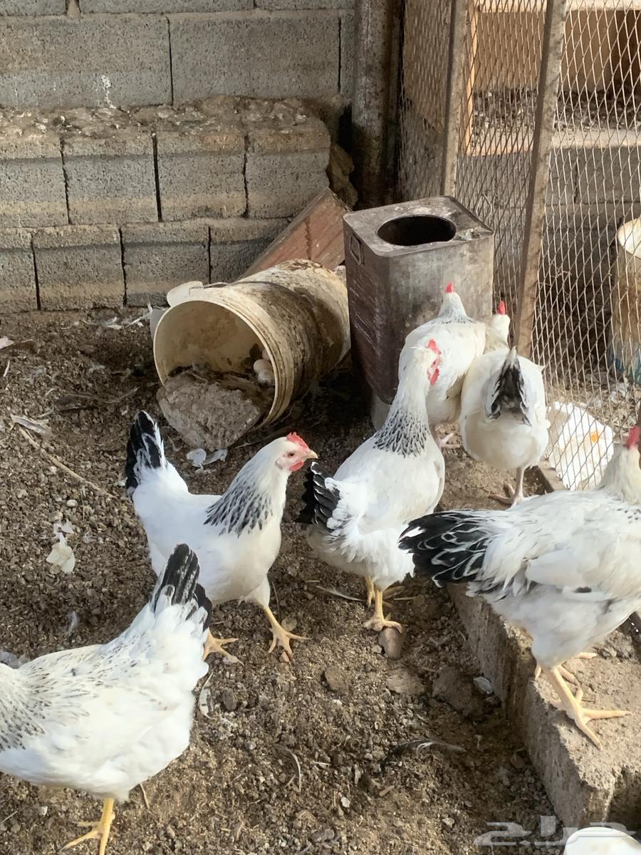 دجاج فرنسي كولمبي64573347799555111