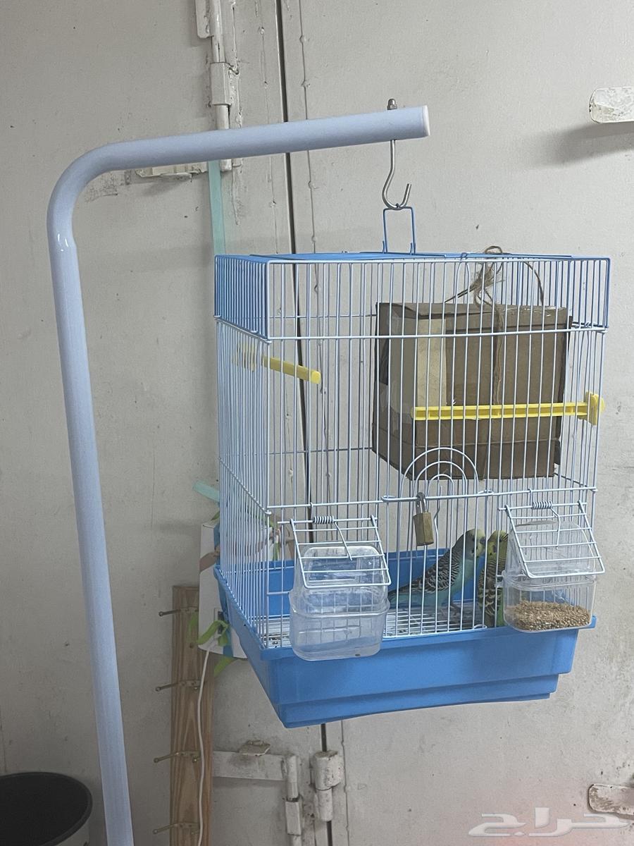 طيور بادجي64577740952195110