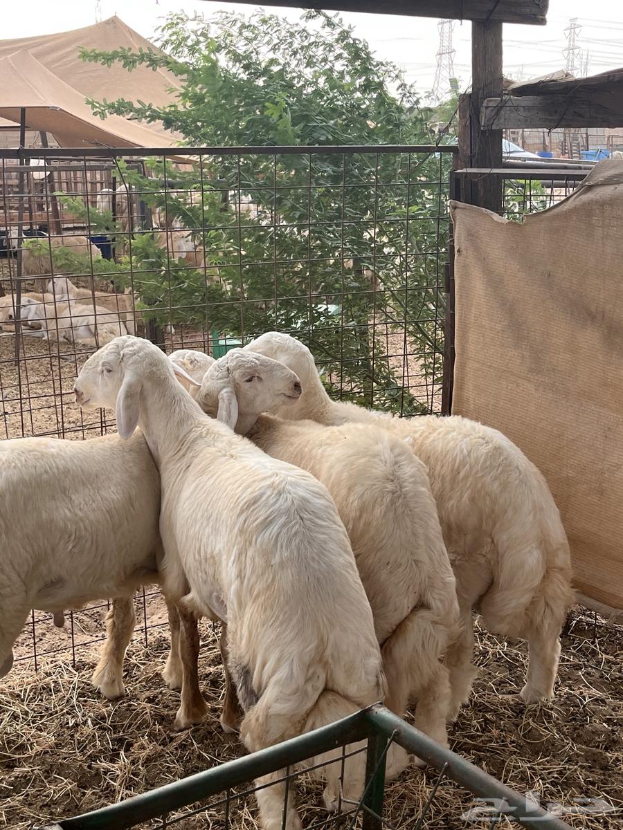 طليان حري64577838598913110