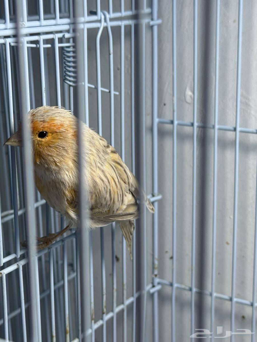 كناري اناثي للبيع64575698362881113