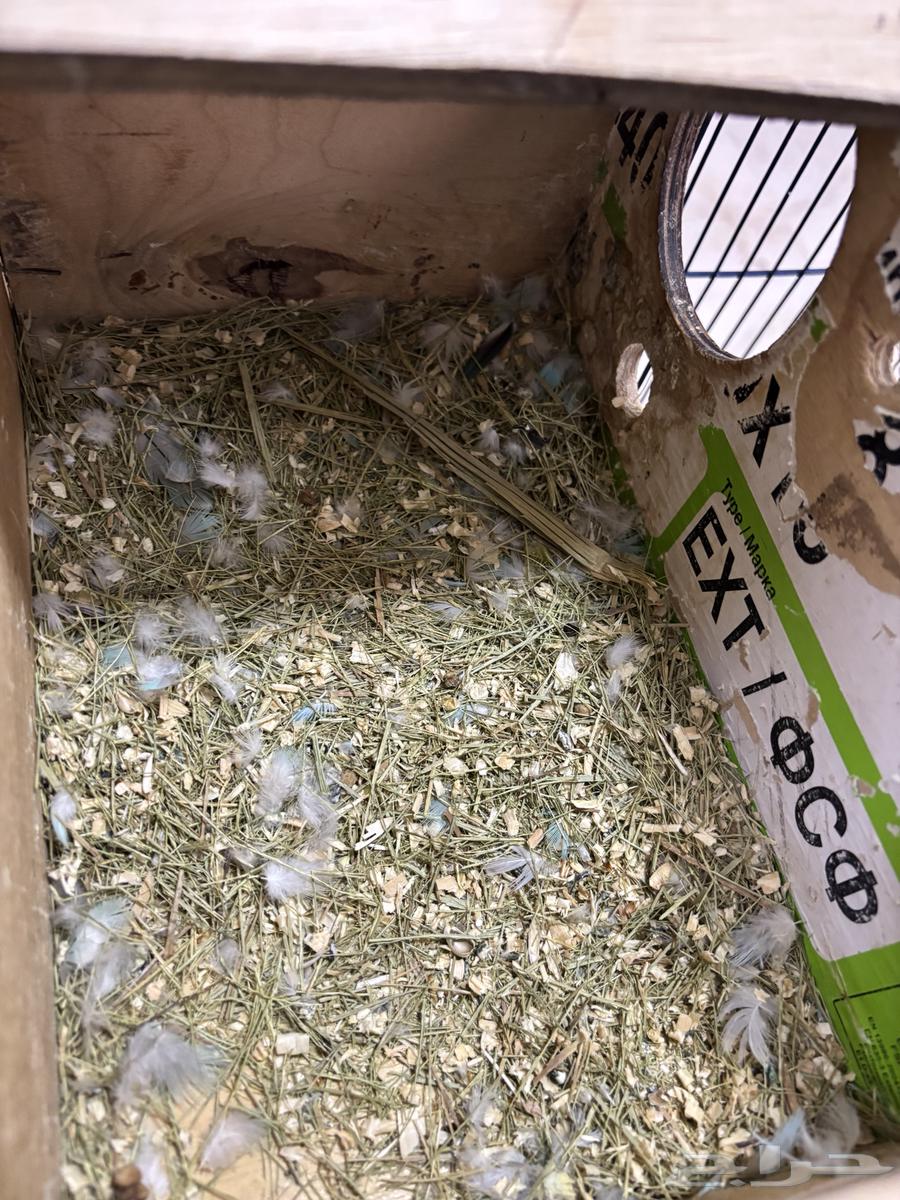 جوز روز للبيع على السوم64575849941123112