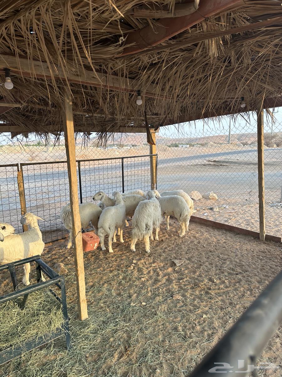 طليان حريات للبيع - يتوفر لدينا خدمة التقسيط -64577121212162112