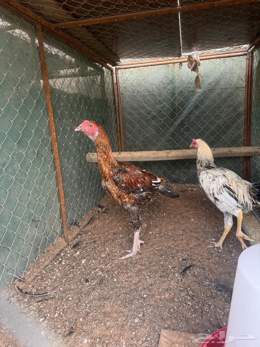 ديكه باكستانيه64573263350531111