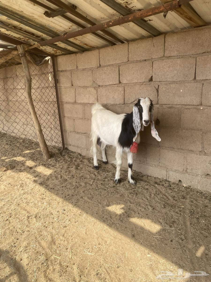 للبيع عنز القحة شرط رابية مع غنم64575822278147113