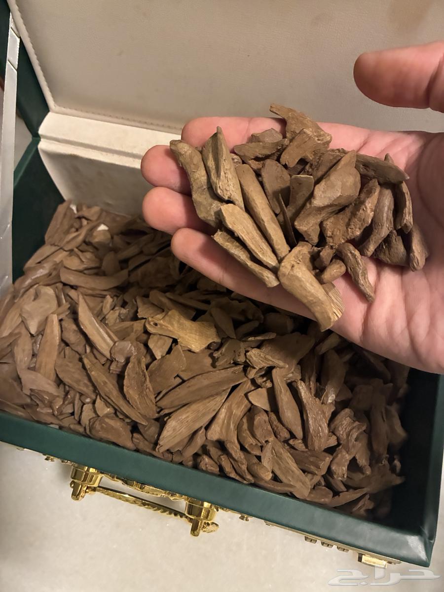 عود موروكي آصقون فاخر ( طبيعي ) سعر منافس64578703548035112