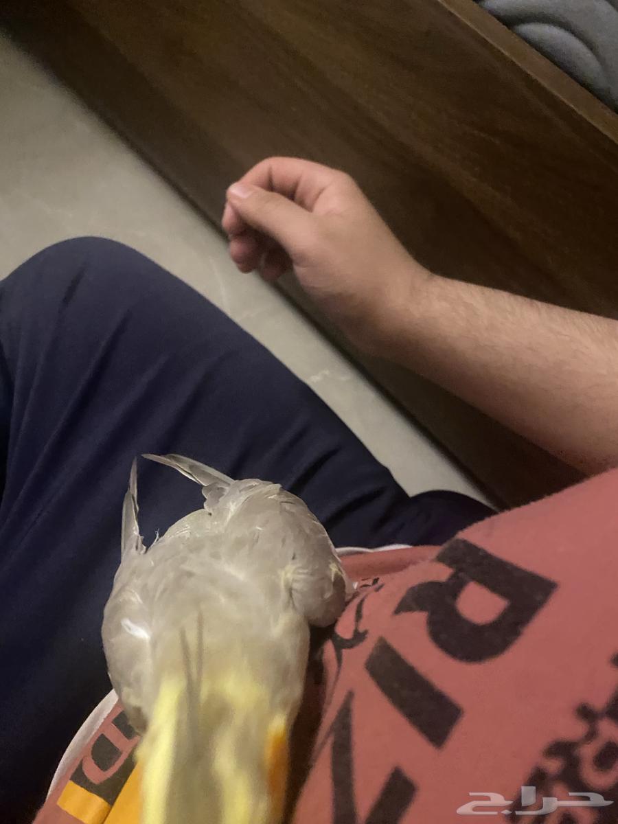 ببغاء كروان كوكتيل للبيع64579567726211111