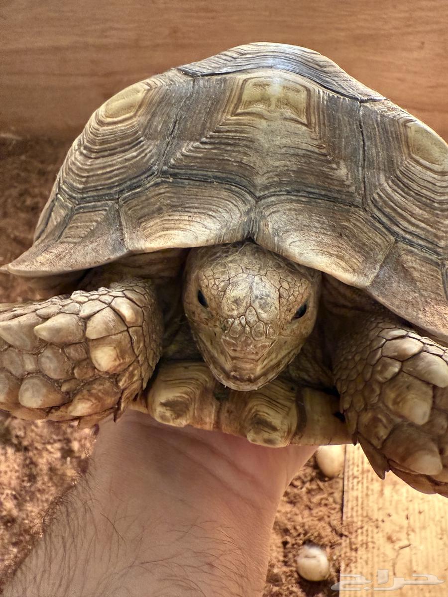 سلاحف سولكاتا كبيرة64578619304705110