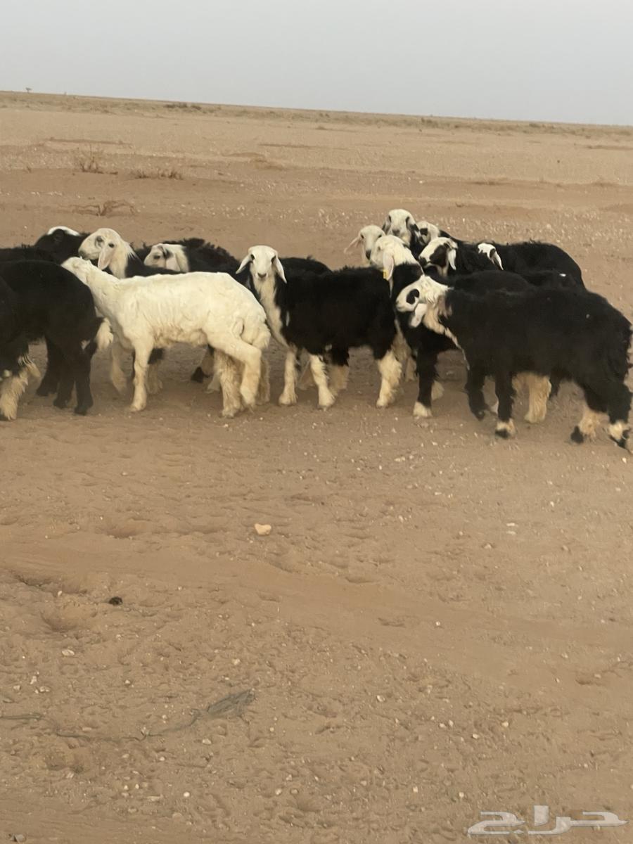 خرفان ورخال64573601519745110