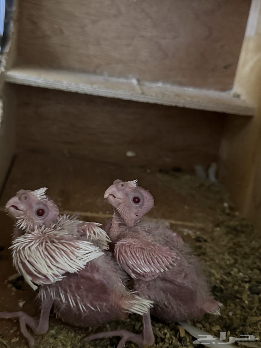 فرخين كروان البينو64578521595139111