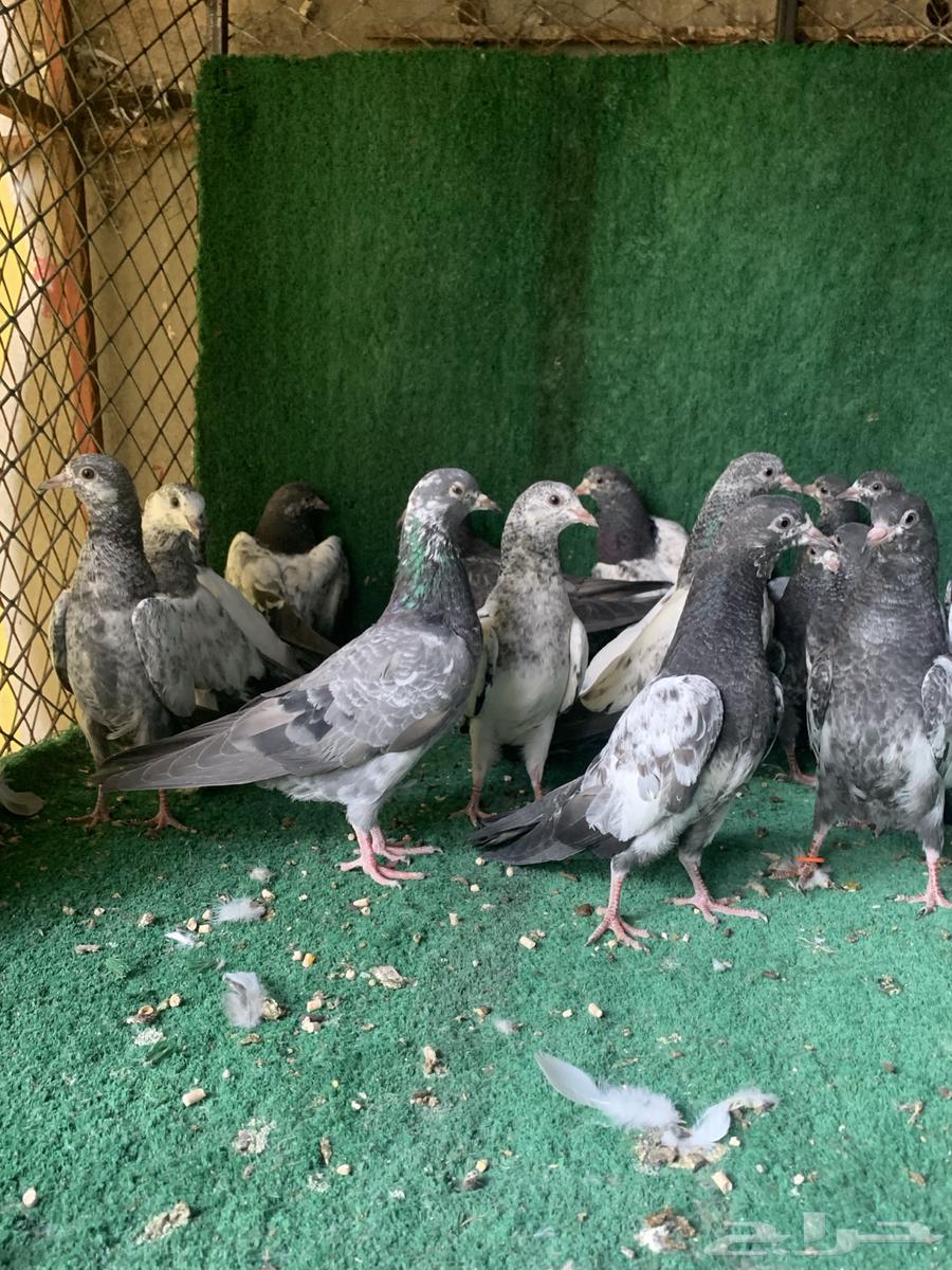 طبات حمام باكستاني ( تم البيع )64576451021955113