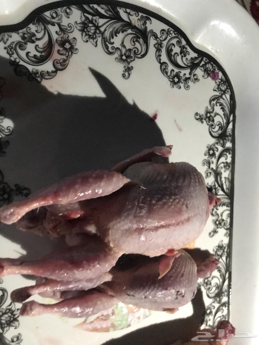 Texas Quail64534043040514111