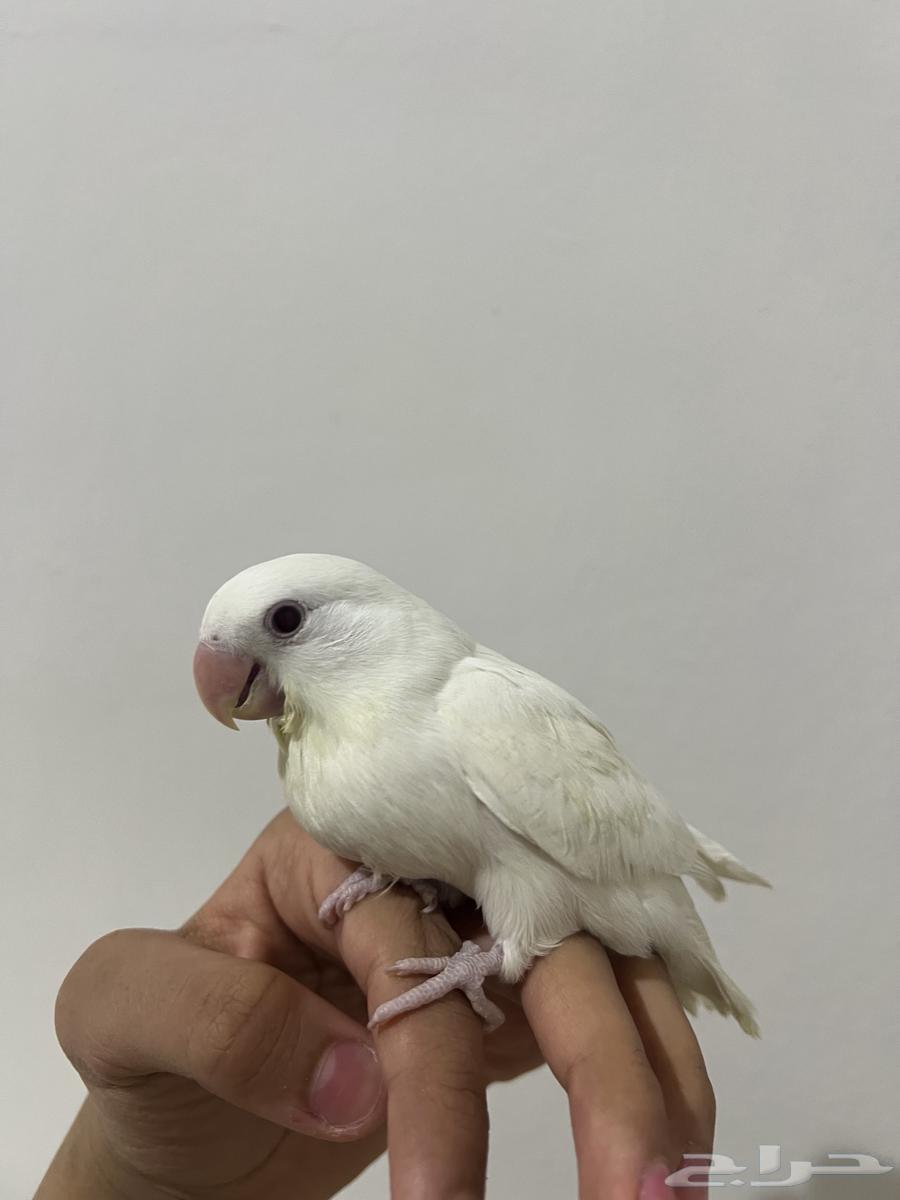 طير روز البينو64578827697793110