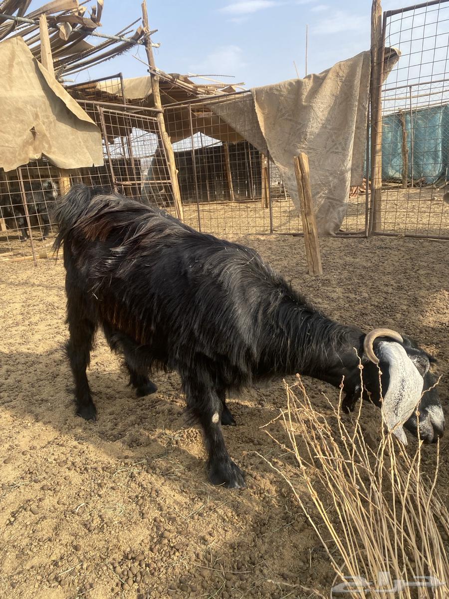 معزا للبيع64576101352706111