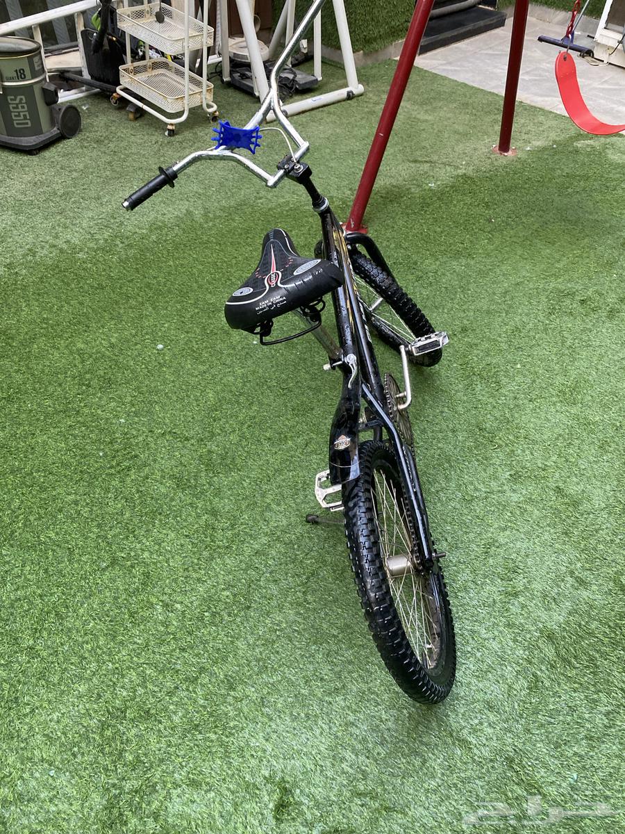 Cobra Cycle Snake64577078605313113