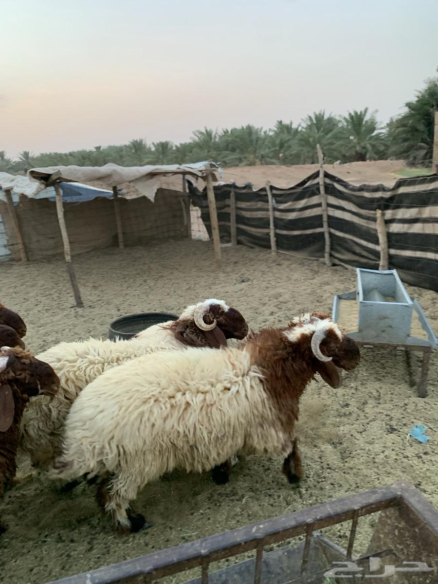 خرفان نعيم فاخرة للبيع64577908196866110