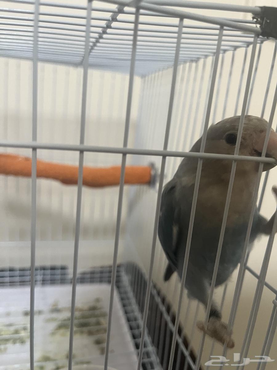 Rose bird with its food, cage, and accessories for (200), negotiable64575056202113113