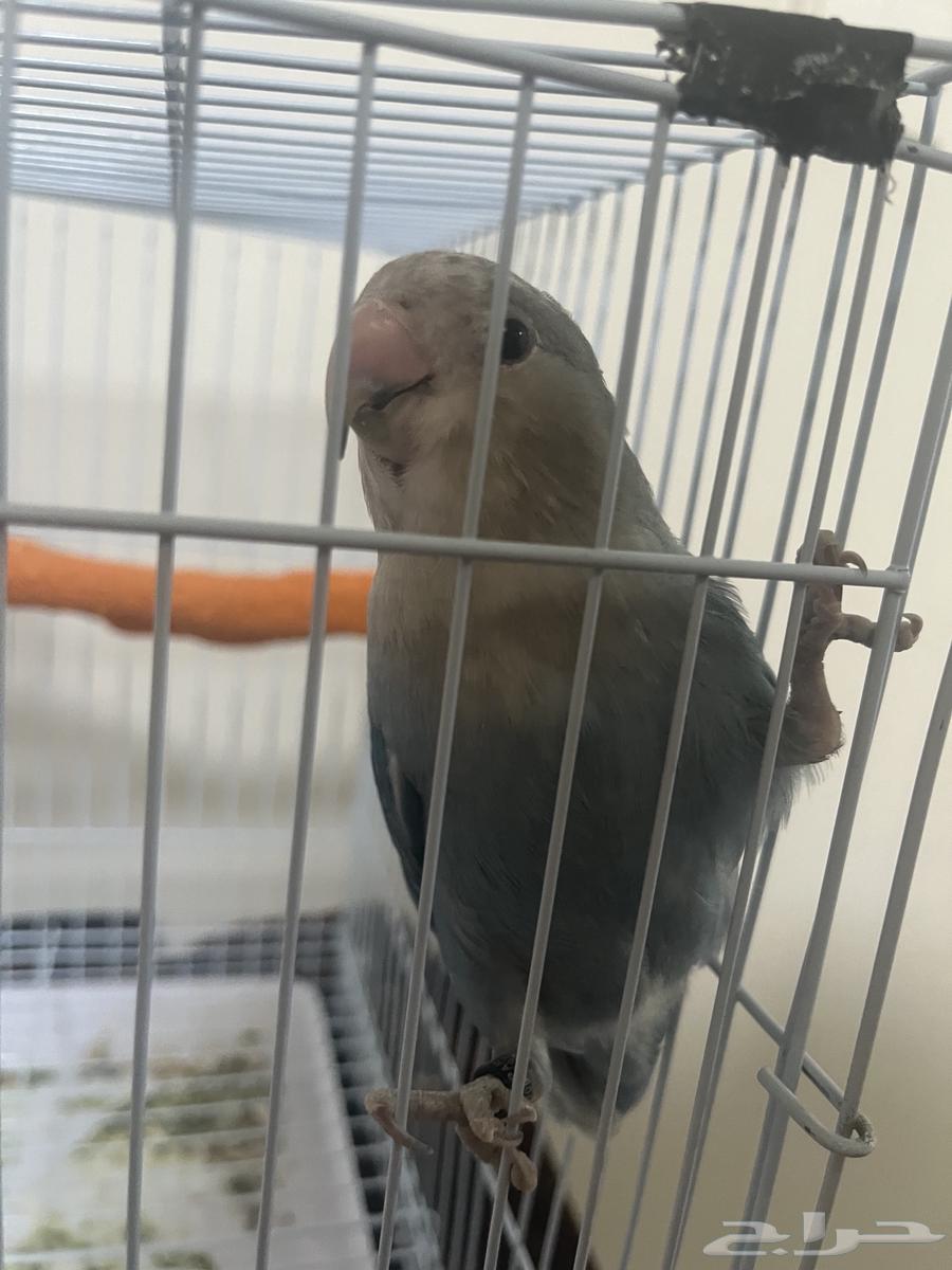 Rose bird with its food, cage, and accessories for (200), negotiable64575056202113112