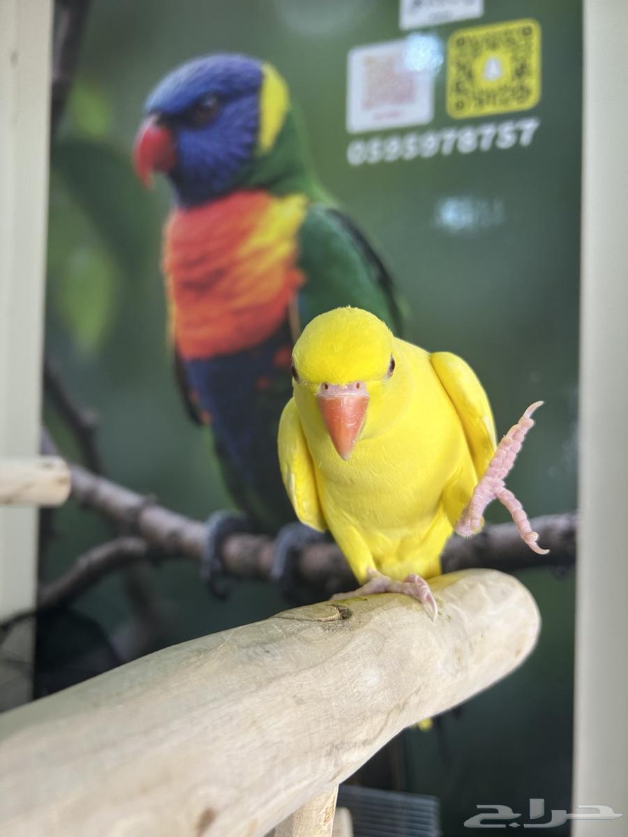 دره هولندي اصفر اليف وهدد ومتكلم تم البيع64577978751875114