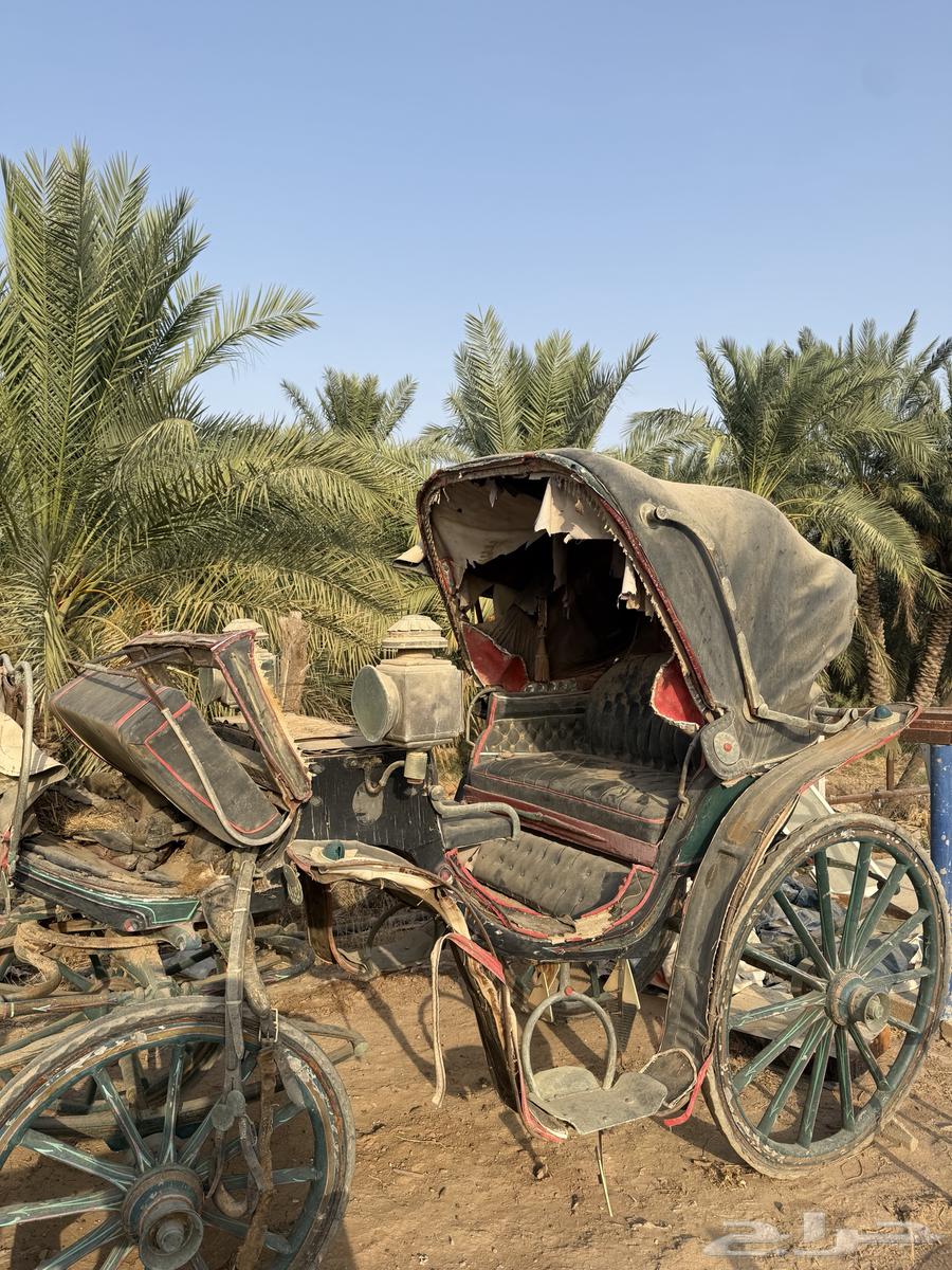 عربات خيل للبيع64576604241154114