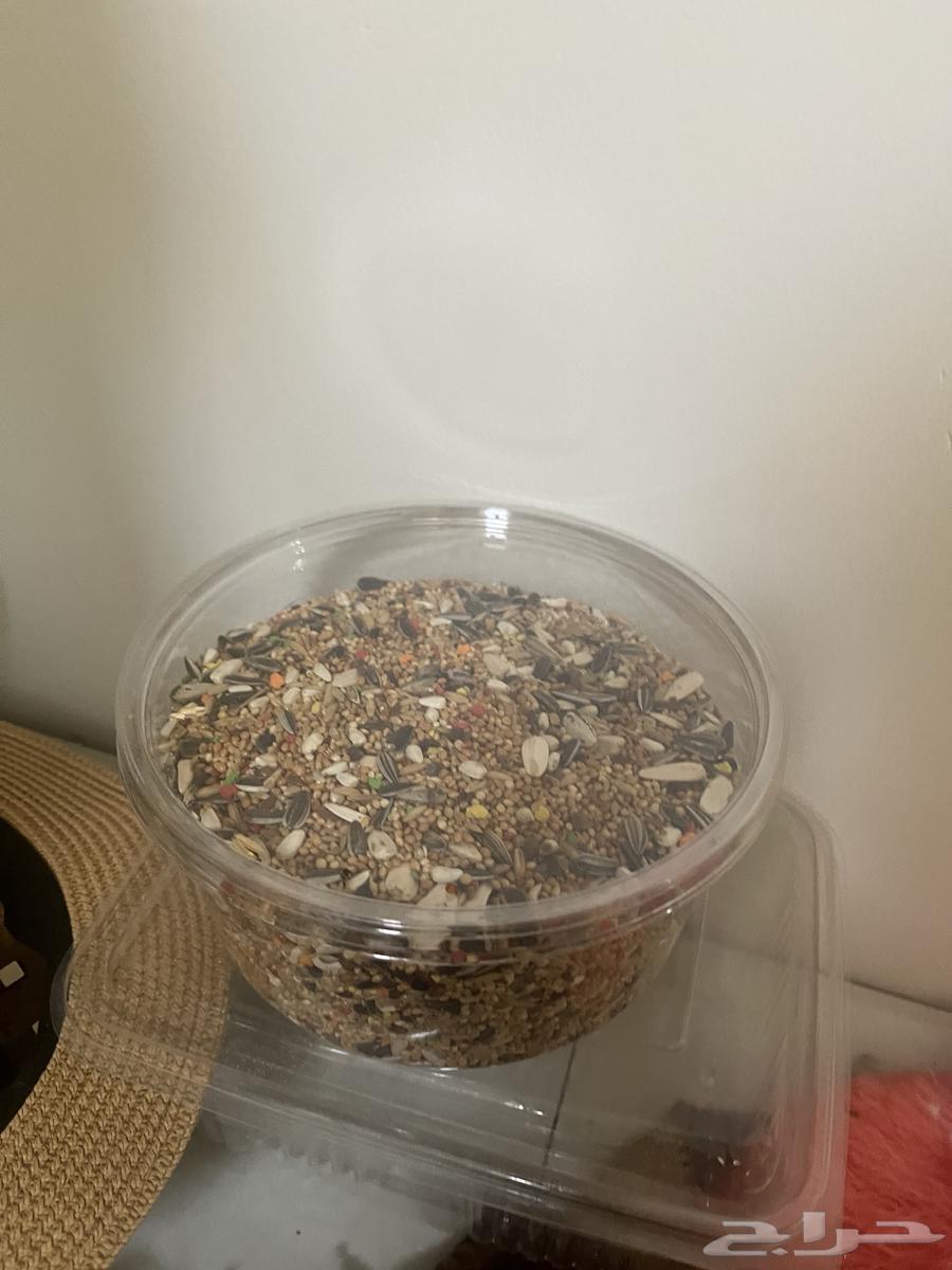 Rose bird with its food, cage, and accessories for (200), negotiable64575056202113111