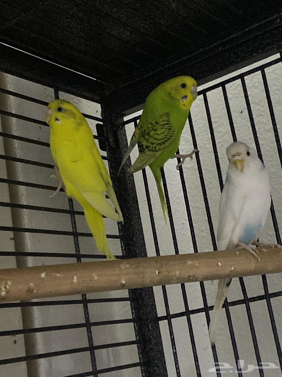 ثلاث طيور بادجي64572215335171112