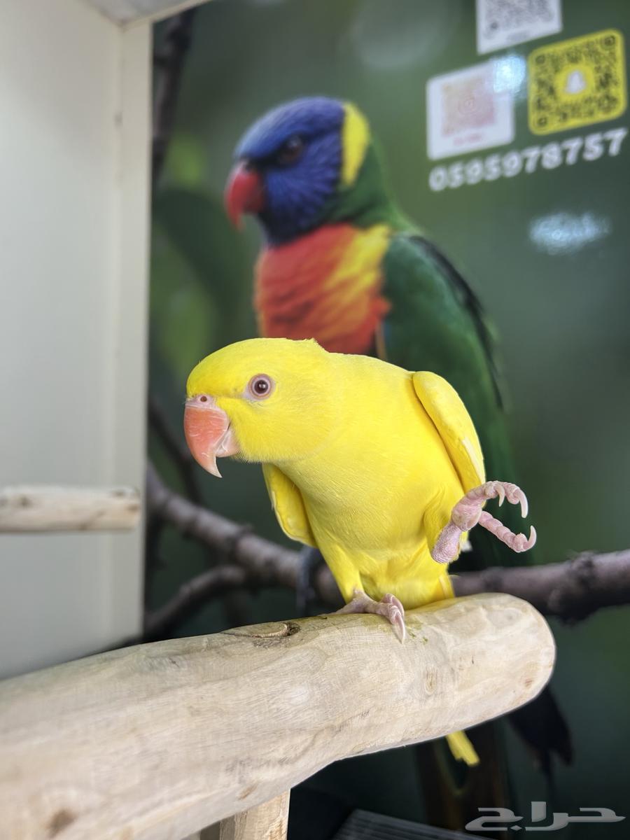 دره هولندي اصفر اليف وهدد ومتكلم تم البيع64577978751875111