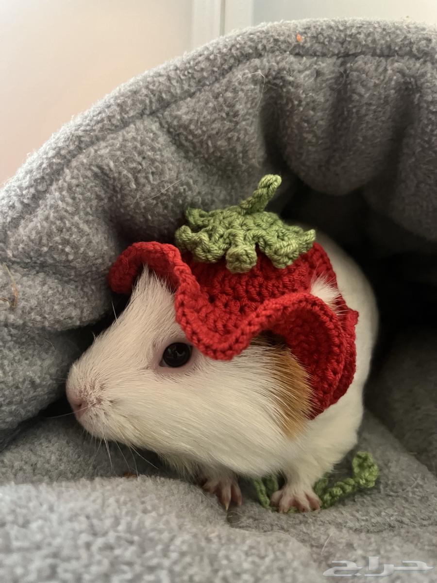 غيني بيج64574593362689113