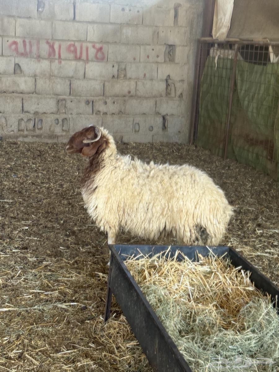 خروف نعيم الظهر فل سعر العرض 129564573531356163111