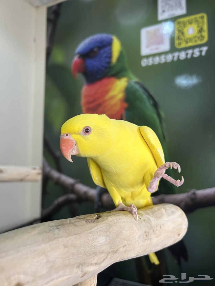 دره هولندي اصفر اليف وهدد ومتكلم تم البيع64577978751875110