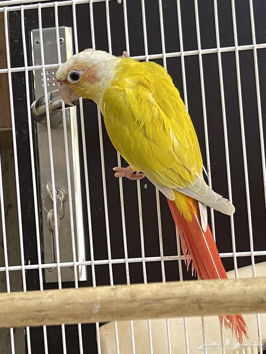 جوز كنيور صن شك64573992001921110