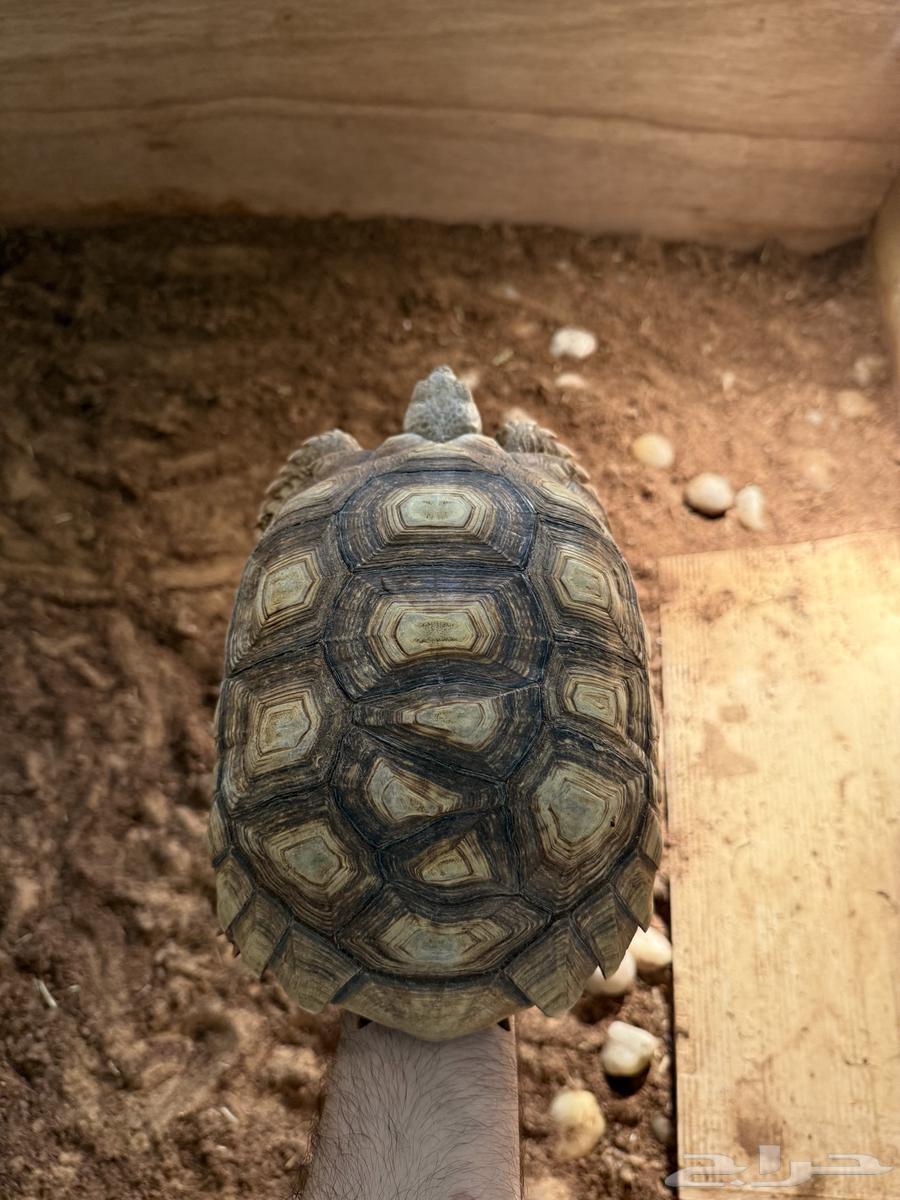 سلاحف سولكاتا كبيرة64578619304705112