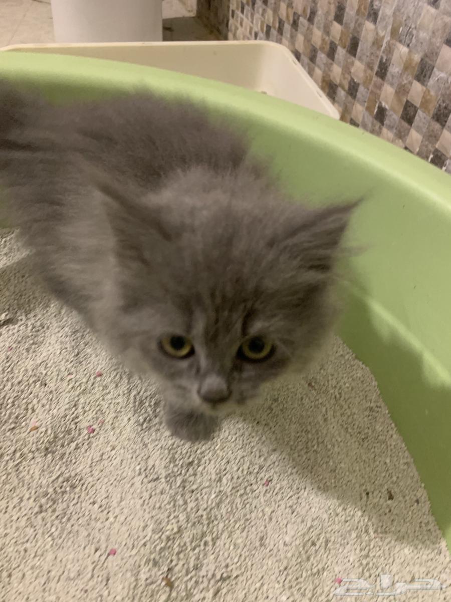 Little kittens with their mother64572607606145111