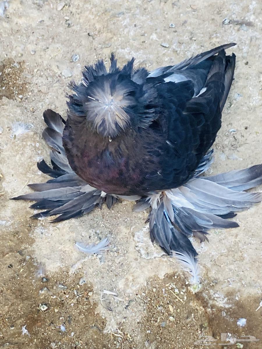 للبيع مجموعة طبات بخاره64574859936642110