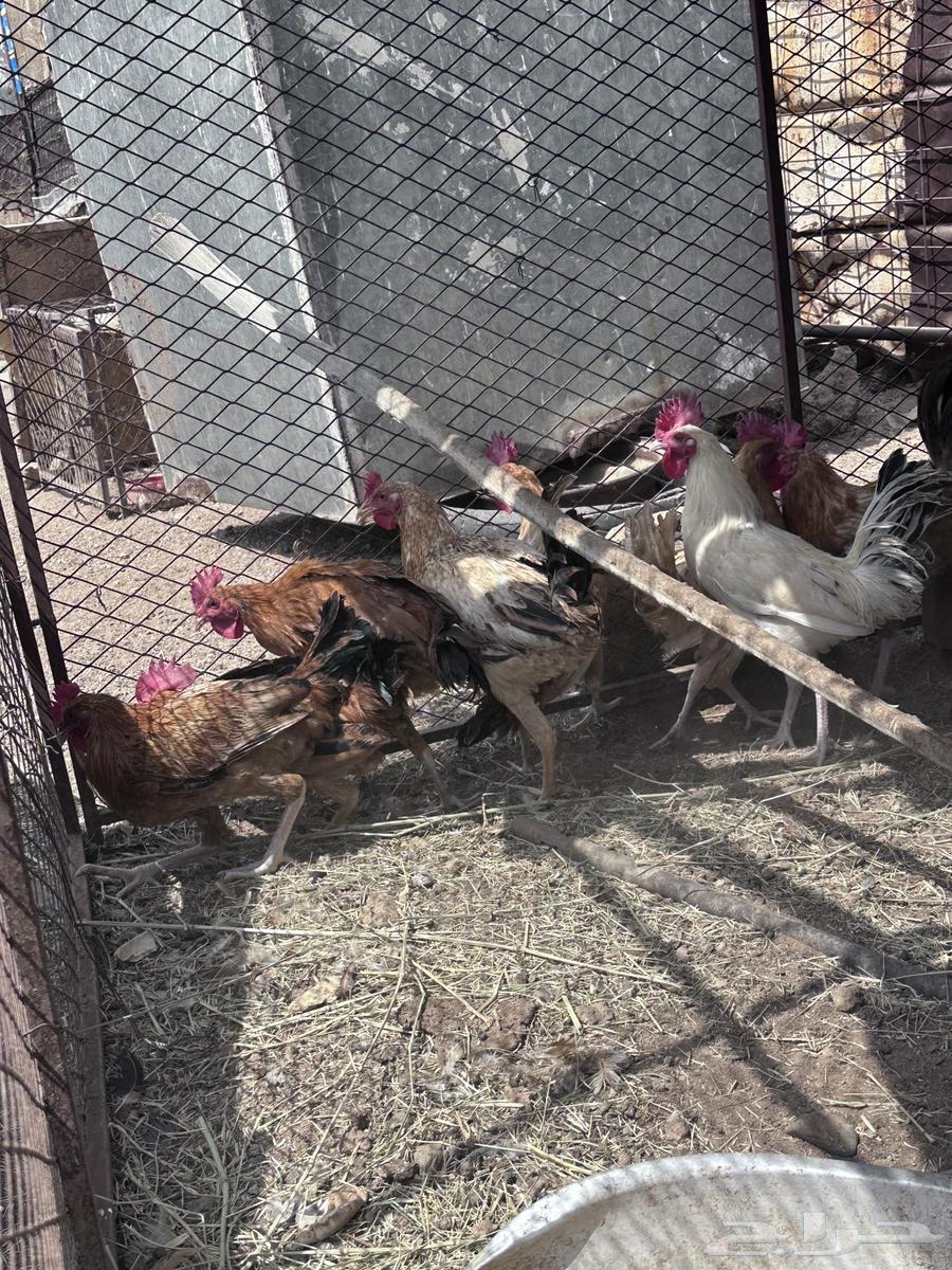 ديكه للبيع64573839064579113