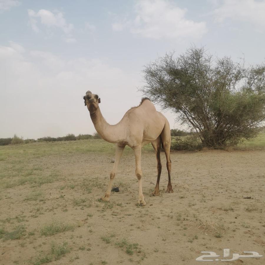 بكره اركيه للبيع64577359961218110