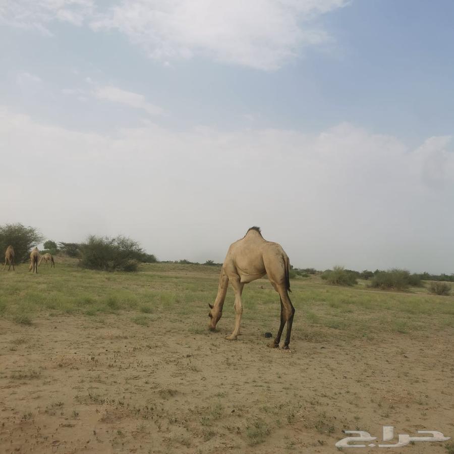 بكره اركيه للبيع64577359961218111