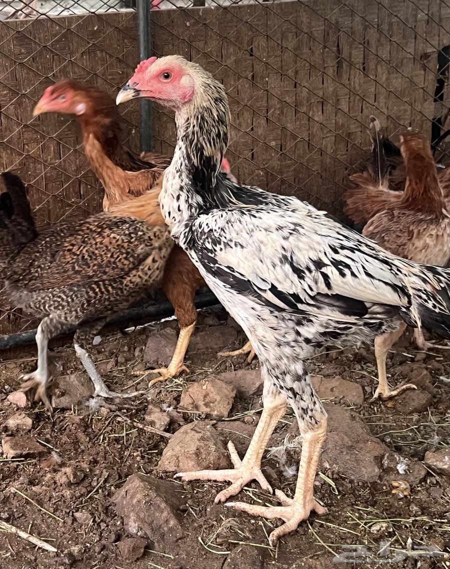 دجاجه وديك شامو64577950582915114