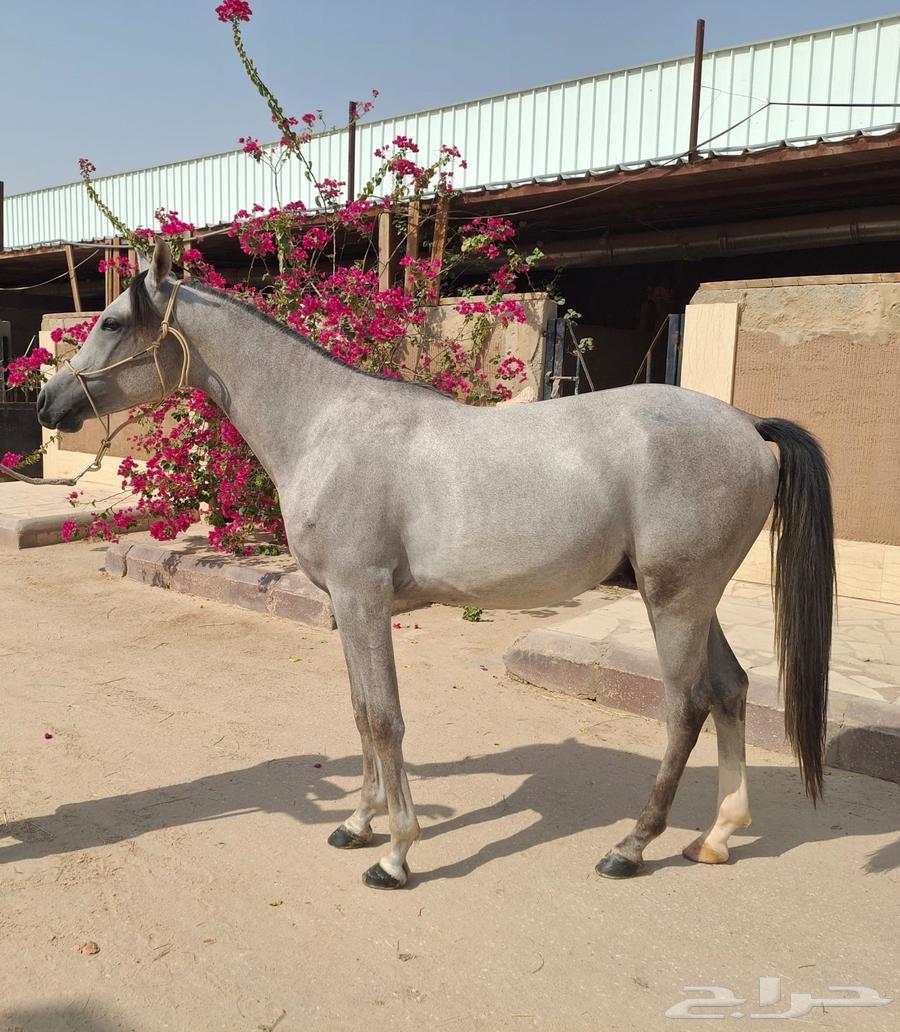 حصان عربي اصيل للبيع64572354735233110
