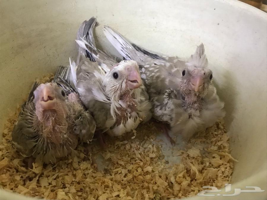 ( تم البيع ) فروخ كوكاتيل ( كروان ) جاهزة للغر والتدريب64578937207426110