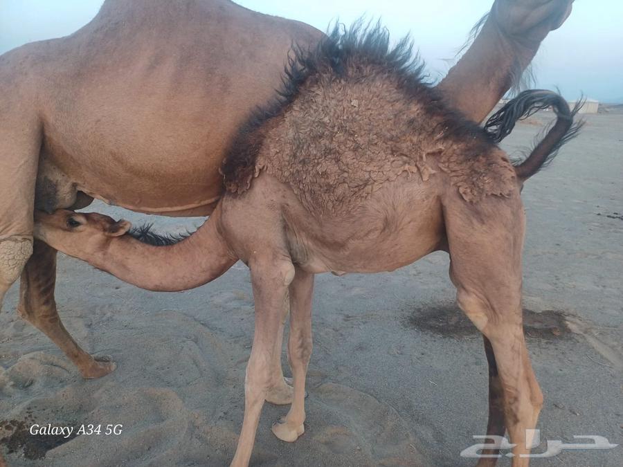 4 قعدان فاخرات على حليب امهاتهن64579005659521111