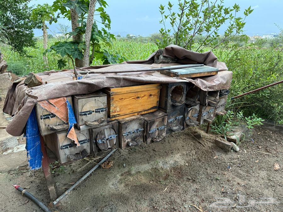 عيدان نحل   قلص64579239179522110