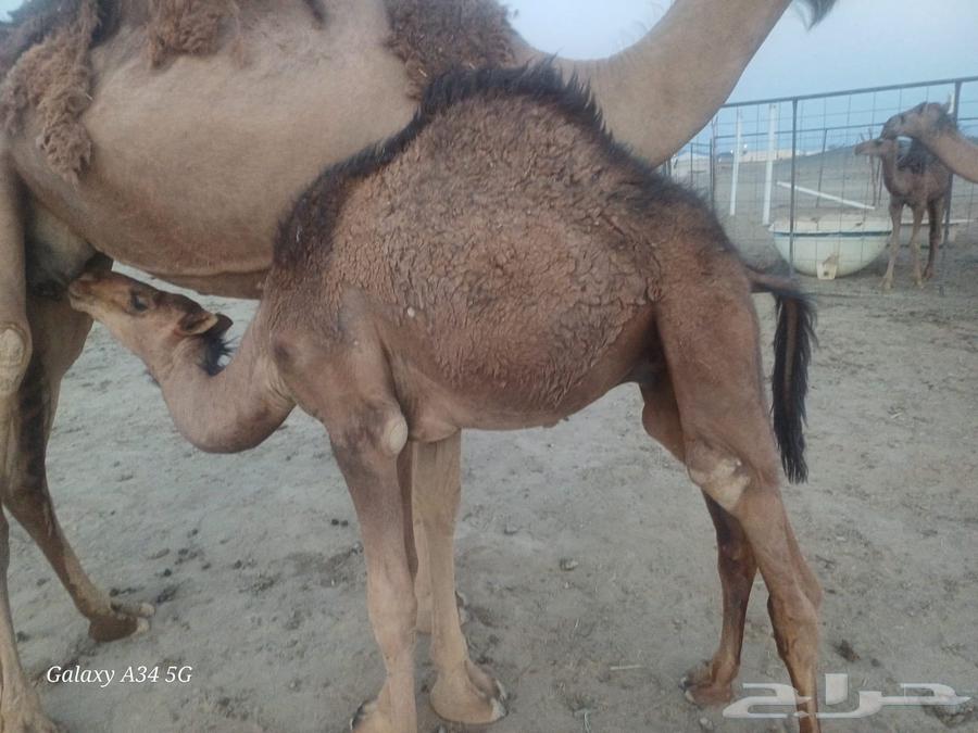 4 قعدان فاخرات على حليب امهاتهن64579005659521113