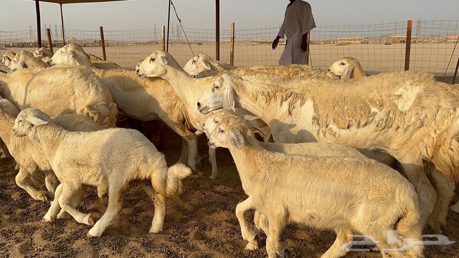 29 free-range rams followed by 2964578909761282111