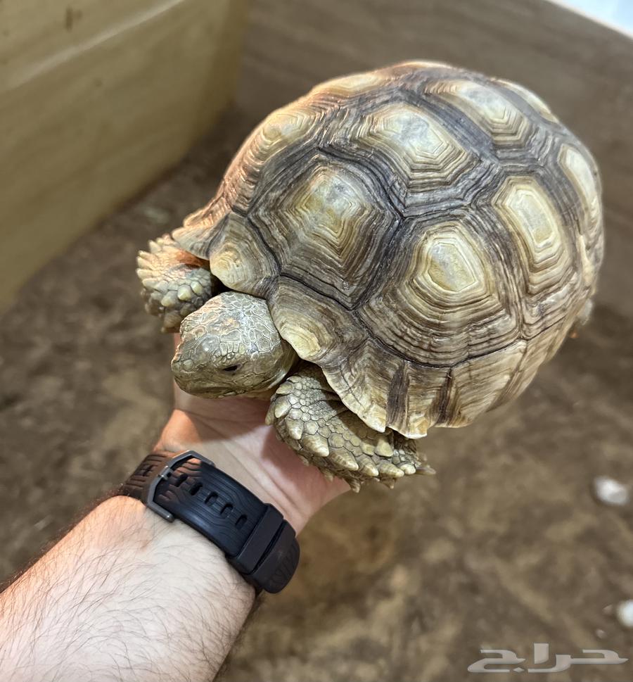 سلاحف سولكاتا كبيرة64578619304705113