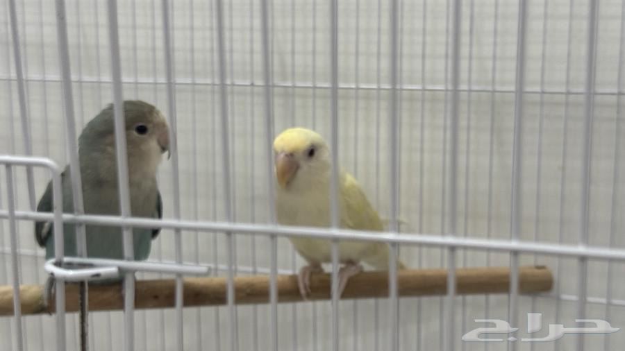 للبيع زوج روز الذكر اليف لونهم مميز64576129446147111