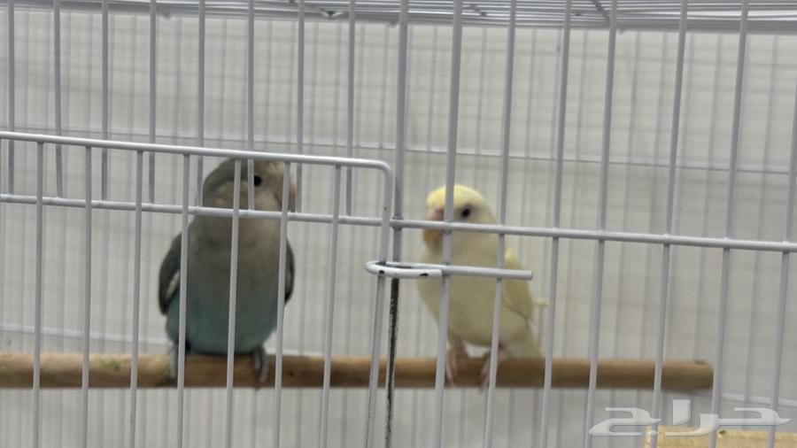 للبيع زوج روز الذكر اليف لونهم مميز64576129446147110