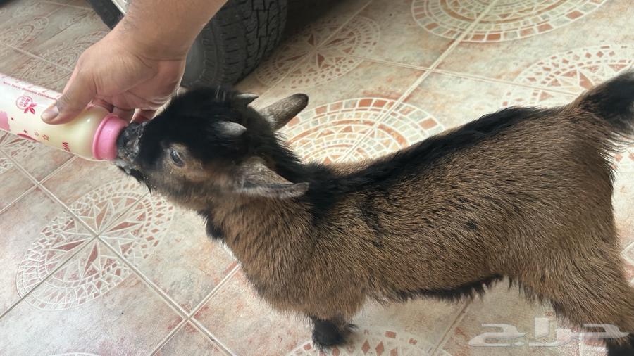 Dwarf Goat, Healthy and Clean, Czech Pure Breed64576298205057112