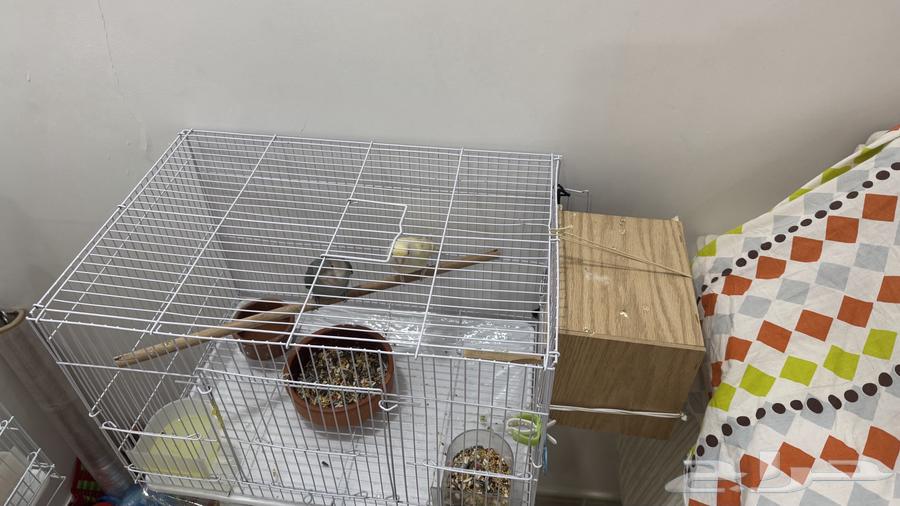 للبيع زوج روز الذكر اليف لونهم مميز64576129446147113