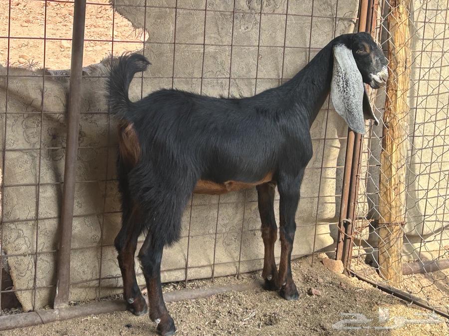 Goat with a pit for sale64556226479618113